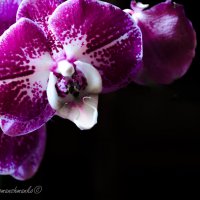 Орхідея :: Рома фото Сучинський