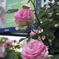 Biedermeier Garden Rose :: Сергей Мягченков