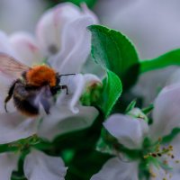пчела и цветок яблони :: Аркадий Алямовский