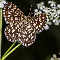 Мотылек :: Владимир Самсонов