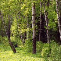 В весеннем лесу :: Владимир Буравкин