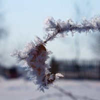 Зима во всей красе :: Дмитрий Ховрин