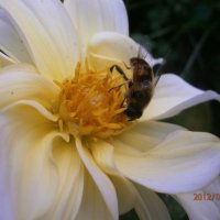 осенняя пчела :: Виктория Семенова