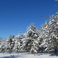 Деревья в зимнем серебре. :: Венера Цой