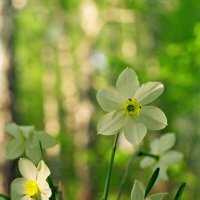 Не помню как называются :: Сергей Водяницкий