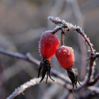 Сахарный..)))) :: татьяна соловьёва