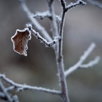 Последний :: Сергей Дудников