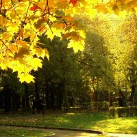 И солнышка лучи пробились сквозь листву... :: Anatoly Lunov