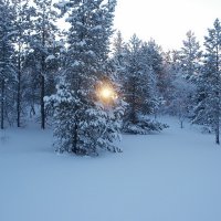 сквозь зимние ели... :: вадим измайлов