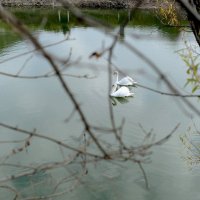 на том пруду..... :: Марина Брюховецкая