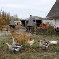 свой среди чужих.... :: Марина Брюховецкая