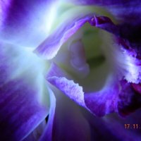 неоновая орхидея :: Мария Шумаева