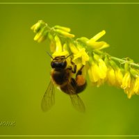 Пчела :: Владимир Клюнк