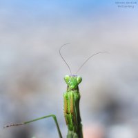 mantis - peygamber devesi :: Selman Şentürk