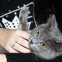 Кошка :: Yana Elistratova