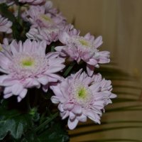 цветы для мамы :: Ксения Десятова