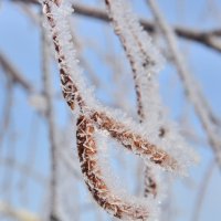 Серёжки приоделись :: Николай Мальцев