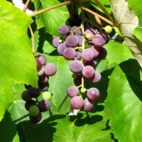 Гроздь винограда :: Orest Zherebetskiy