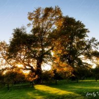 Старый дуб в лучах осеннего заката :: Вера Бокарева
