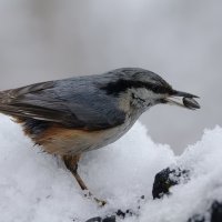 Поползень. :: Татьяна Грязнова