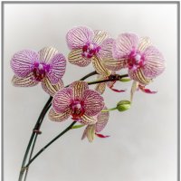Орхидея Phalaenopsis :: Александр Морозов