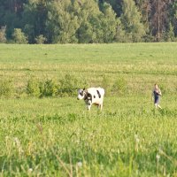 бурёнушка моя :: Галина Петрова