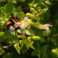 пчела в саду :: Елена Мартынова