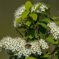 Спирея средняя :: Анатолий 