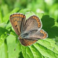 Бабочка Голубянка Бурый червонец  (Lycaena tityrus) :: Генрих Сидоренко