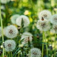 Dandelions 3 :: Kate 