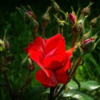 Розы из монастырского сада 2 :: Владимир Бровко