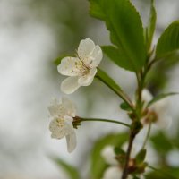 Весна :: Александр 