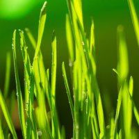 И снится нам трава-трава у дома, зеленая, зеленая трава... :: Anna Lubina