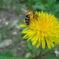 Пчелка)))))собирает нектар :: Елена Мальчикова