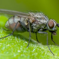 Села муха на листок :: Дмитрий Рутковский