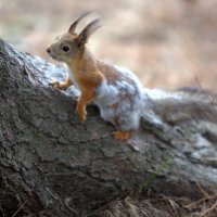 в камуфляже :: Олег Петрушов