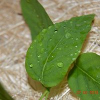 Дождь на листьях сирени :: Настасья Вольф