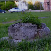 У каждого СВОЕ  МЕСТО  под солнцем :: Алена Шуплецова