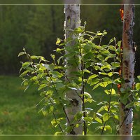 Семейка :: Сергей Компаниец