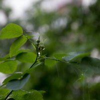 дождь :: Светлана Фомина