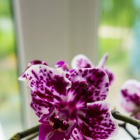 орхидея :: Анастасия Садовская