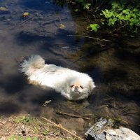 Водоплавающая собака :: Svetlana Bikasheva