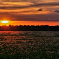 Поле из одуванчиков :: Андрей Куприянов