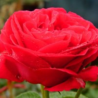 Как хороши, как свежи были розы В моем саду! Как взор прельщали мой! :: Александр Корчемный