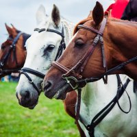 Horses :: Irina Kurzantseva