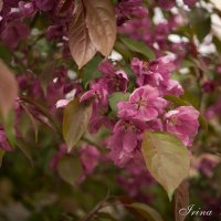 Весна в цвете :: Ирина Бахирева