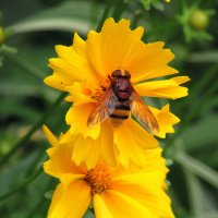 Большая пчела :: Marina Timoveewa