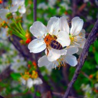 пчела на цветочке :: Ольга 