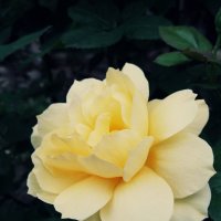 жёлтая роза :: Анастасия Жидкова