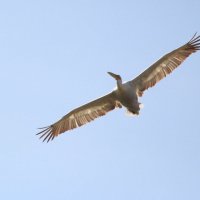 Челябинский пеликан :: Павел 